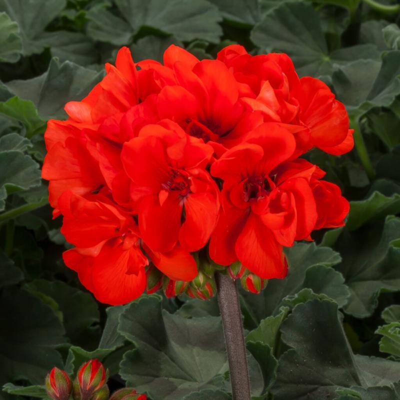 Pelargonium zonale Scarlet Red Antony- ярко червено (5096)